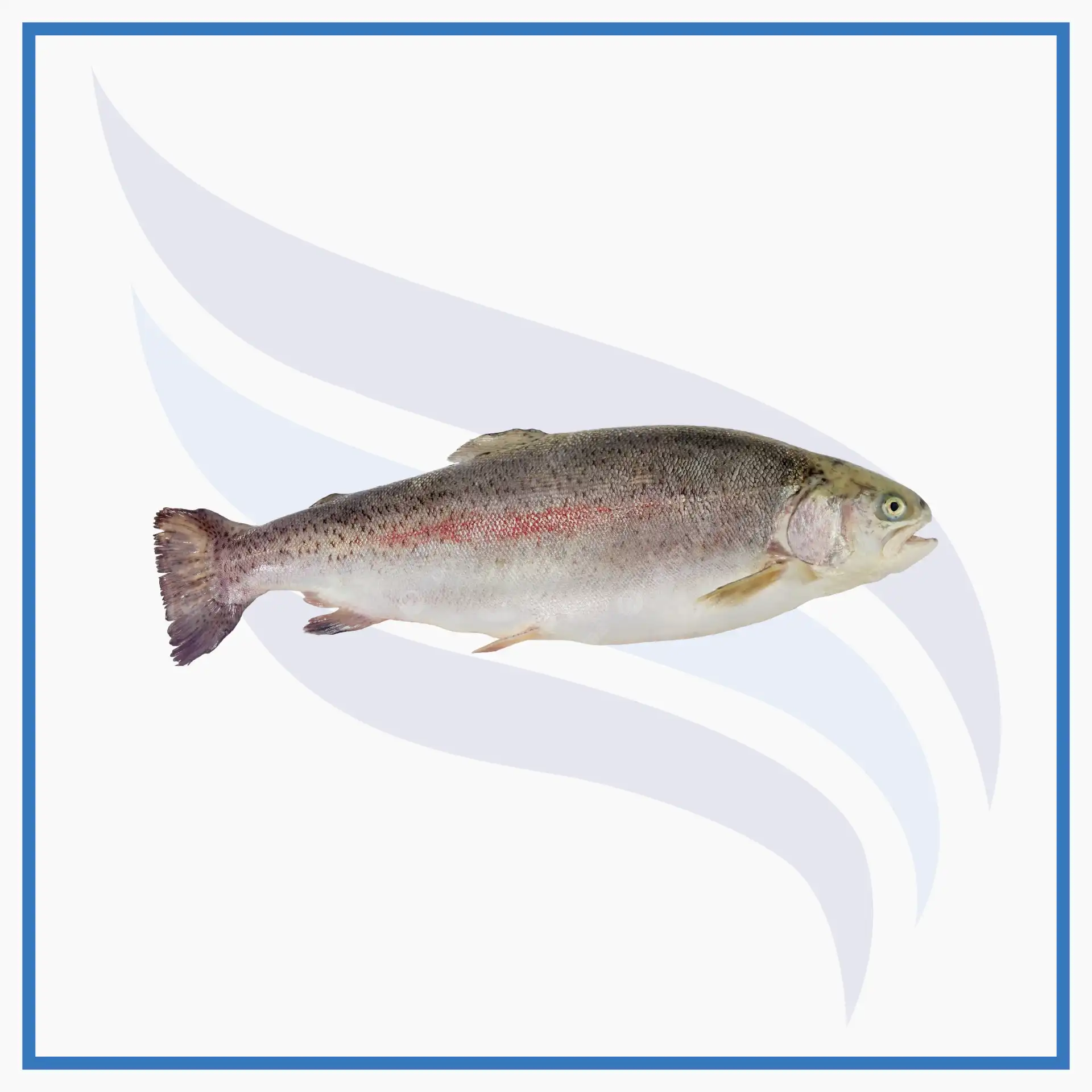 gokkusagi_alabaligi (1)