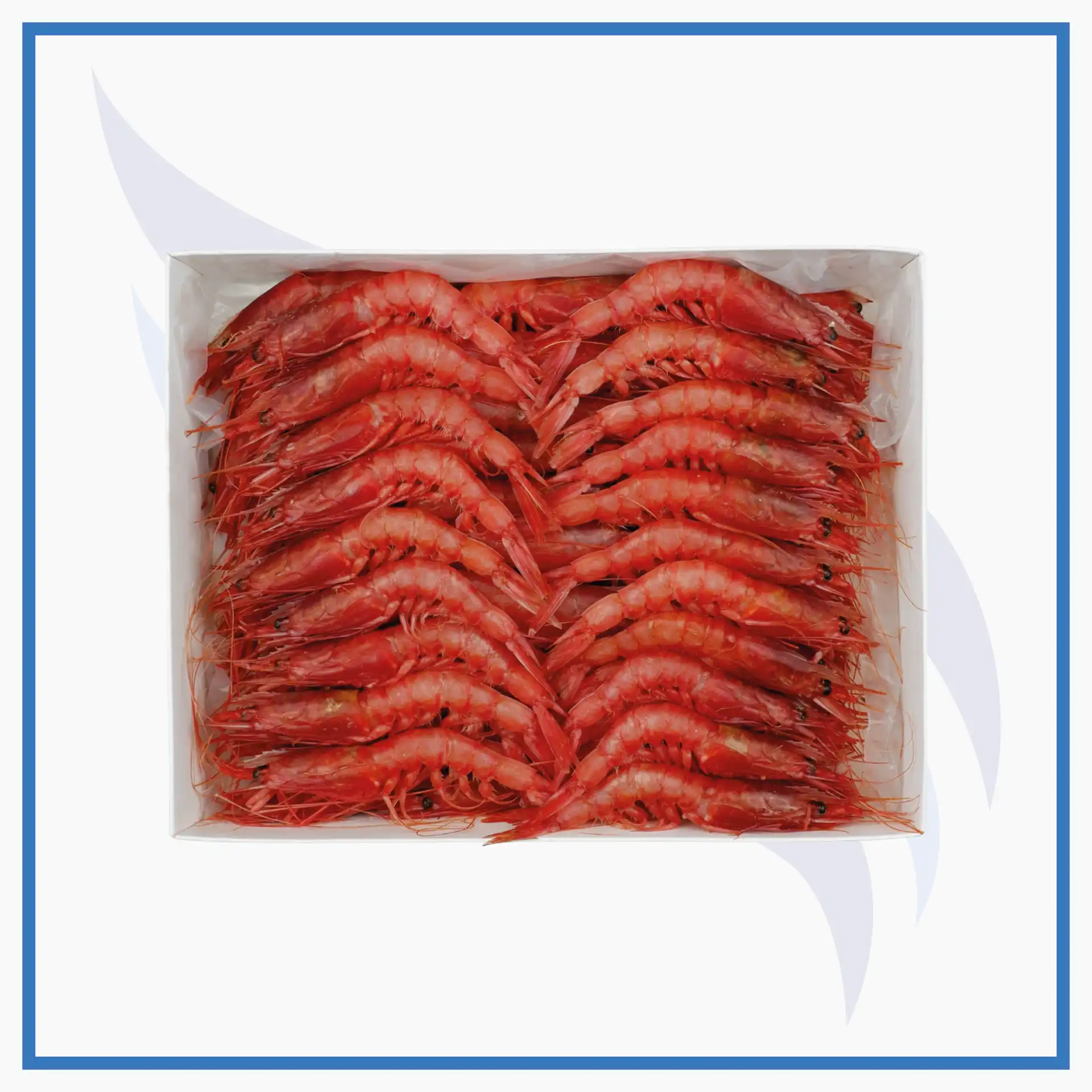 kırmızı karides-05