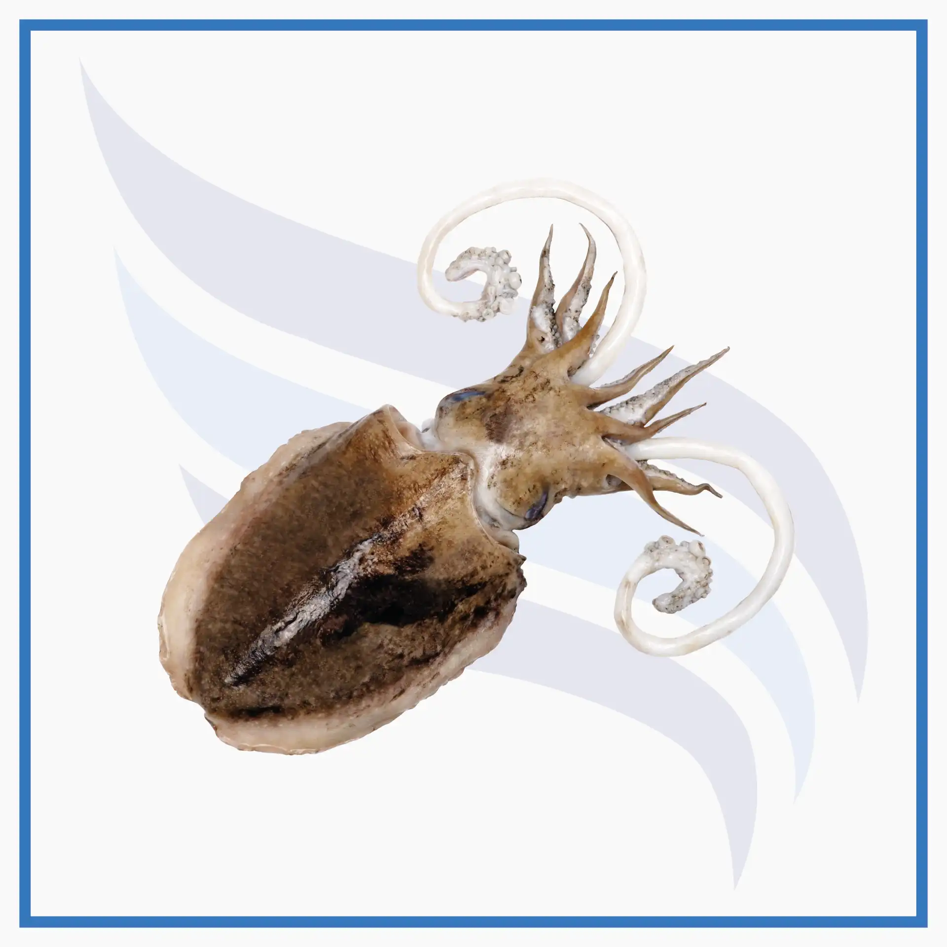 mürekkep balığı 2